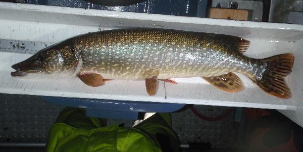 Photo of Esox lucius by Bronwen Lewis